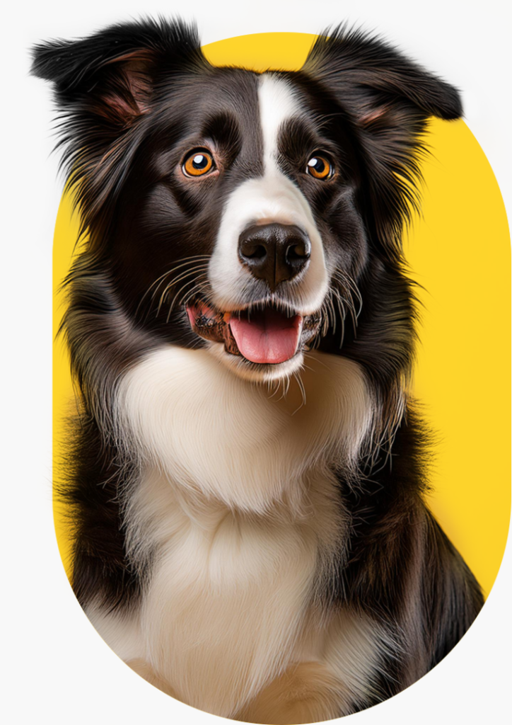 El mejor pienso y alimento para perros