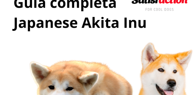 Todo lo que debes saber sobre el Japanese Akita Inu - Satisfaction